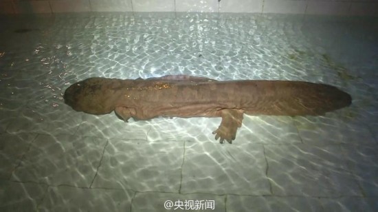 Rare 200-year-old Giant Salamander
