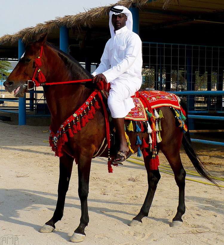 Bahrain - Horse-riding