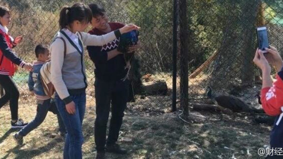 Peacocks Die At Yunnan Zoo After Being Used For Selfies