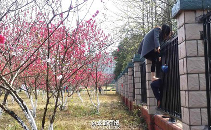 Tourists Break Into Guilin Prison for Peach Tree Photos