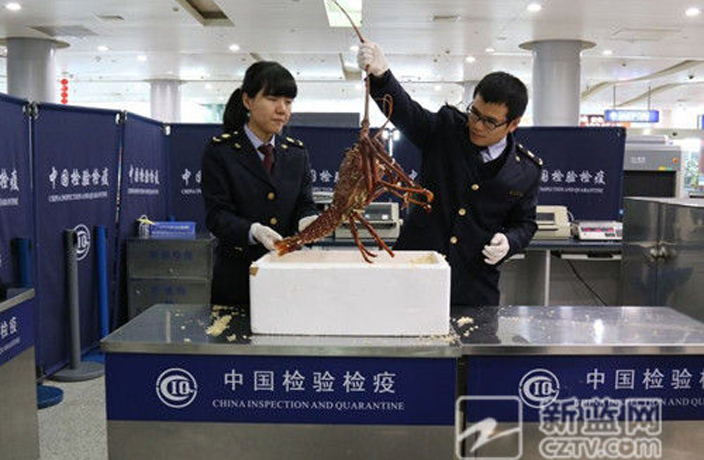 Chinese Man Caught Smuggling Live Lobster in Luggage