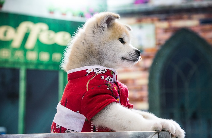How Pet Became China's New Status Symbol