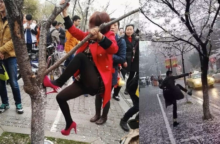 Chinese Tourists Damage Cherry Blossoms for Selfies