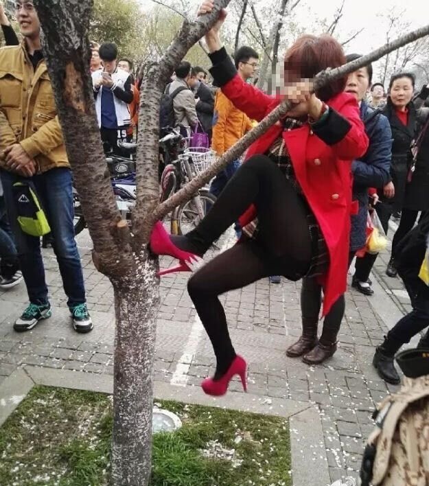 Chinese Tourists Destroy Cherry Blossoms for Selfies