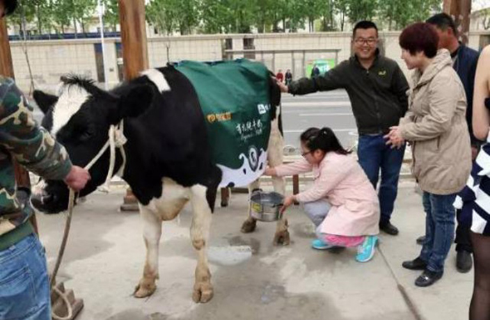 Scantily Clad Milk Lady Leads Cow Along Beijing Streets 