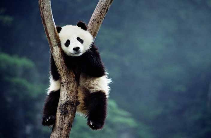Panda-Themed Art Exhibition Opens in Beijing