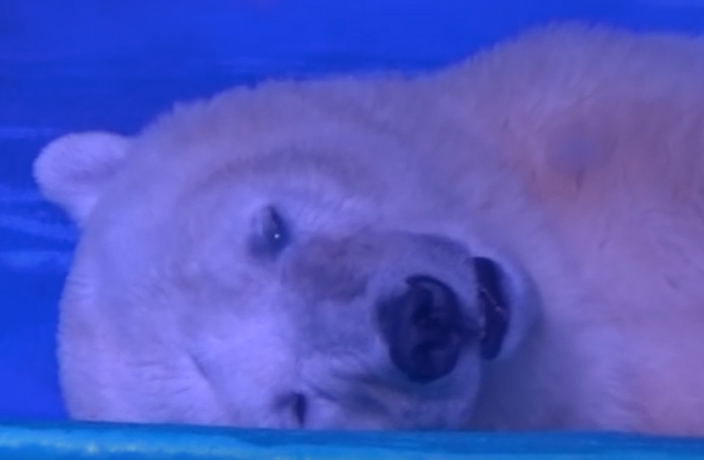 Guangzhou Zoo Faces Boycott Over Polar Bear Exhibit
