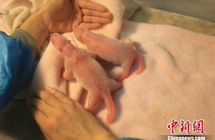 2008 Beijing Olympic Mascot Panda Gives Birth to Twins
