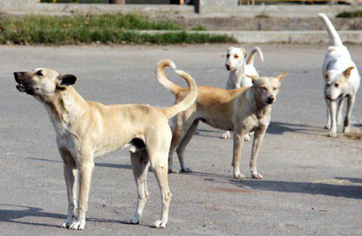 Beijingers Warned to Avoid Stray Dogs After Recent Biting Sprees