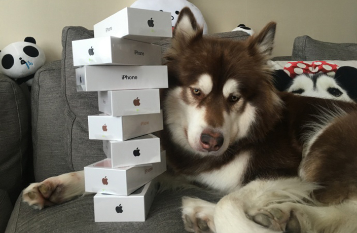 Son of China's Richest Man Buys His Dog 8 iPhone 7s