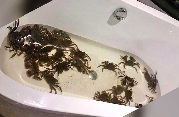 Stinky Hairy Crabs Found in Chinese Tourist's Hotel Tub in Russia