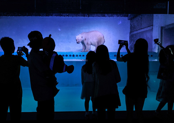 polar-bear-guangzhou-zoo-2016.jpg