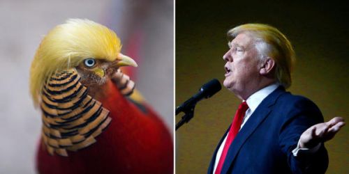 Trump plus bird