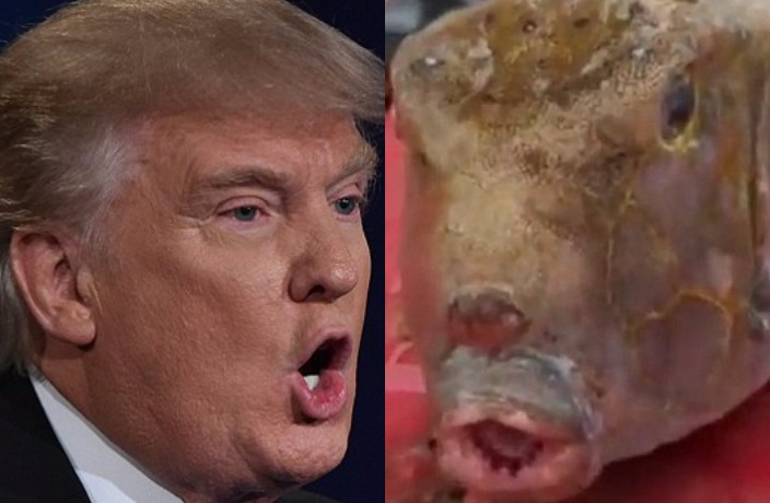 This Chinese Fish Looks Exactly Like Donald Trump