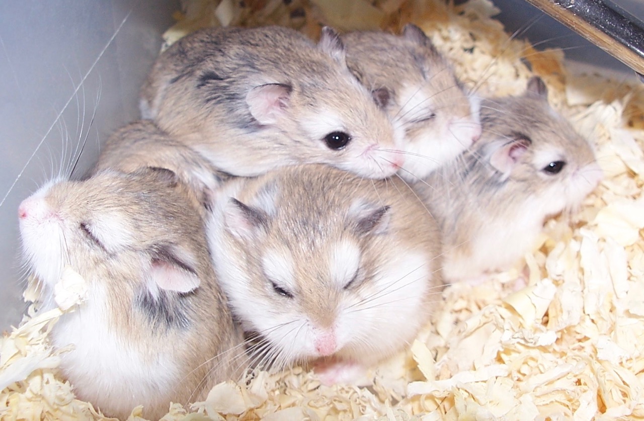 Woman Tries to Take 6 Hamsters on Train, Learns Boyfriend is a Fugitive