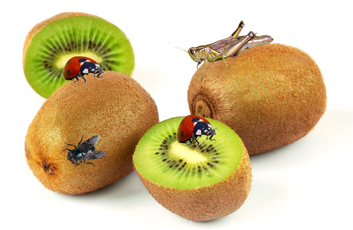 fruit-being-eaten-by-bugs.jpg