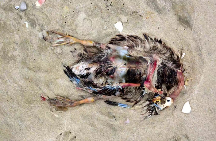 baby-porpoise-found-dead-on-guangdong-beach-.jpg