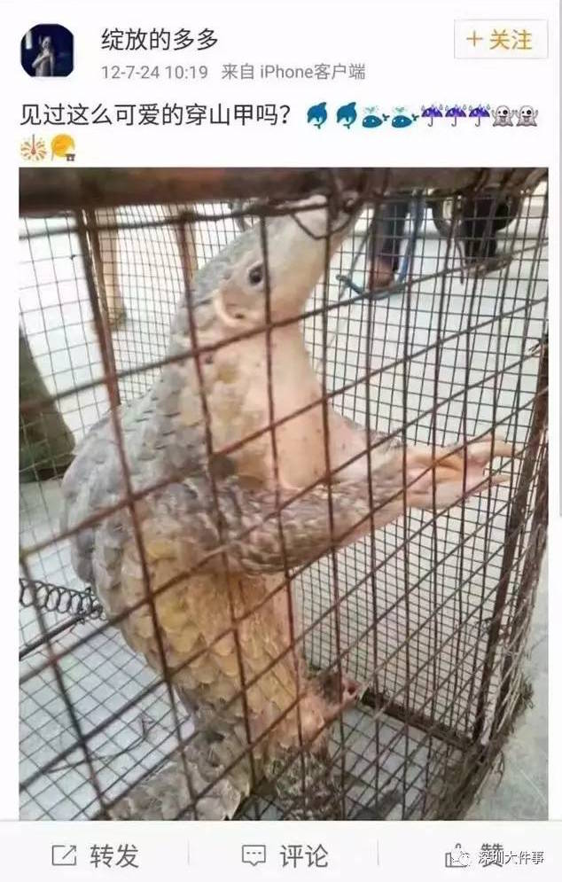 pangolin cage weibo