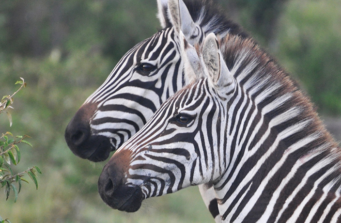 2-zebras.jpg