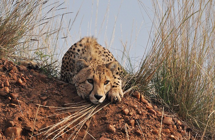 cheetah-in-grass-.jpg