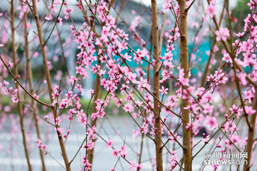 peach-blossom-shenzhen-pretty.jpg