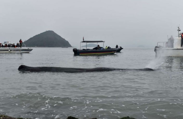 sperm-whale-stranded-in-guangdong-2.jpg