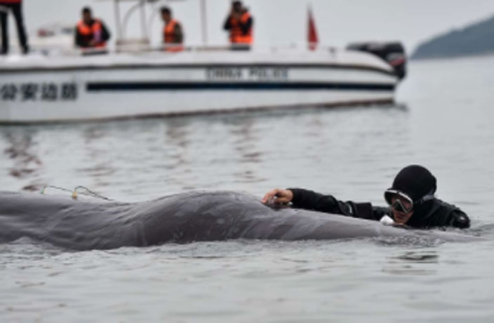 sperm-whale-stranded-in-guangdong-3.jpg