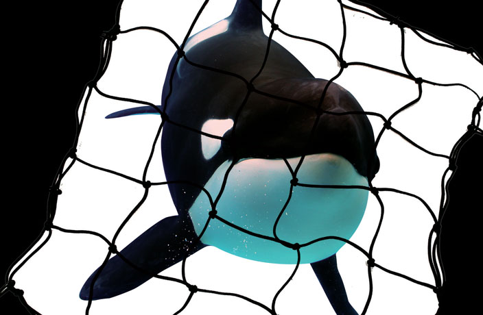 The Rise of Whale and Dolphin Captivity in China