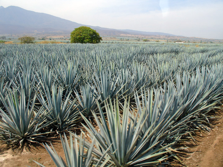 201704/agave-tequilana.jpg