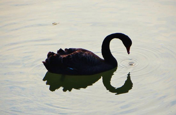 Black Swan Park and Eaten – Thatsmags.com