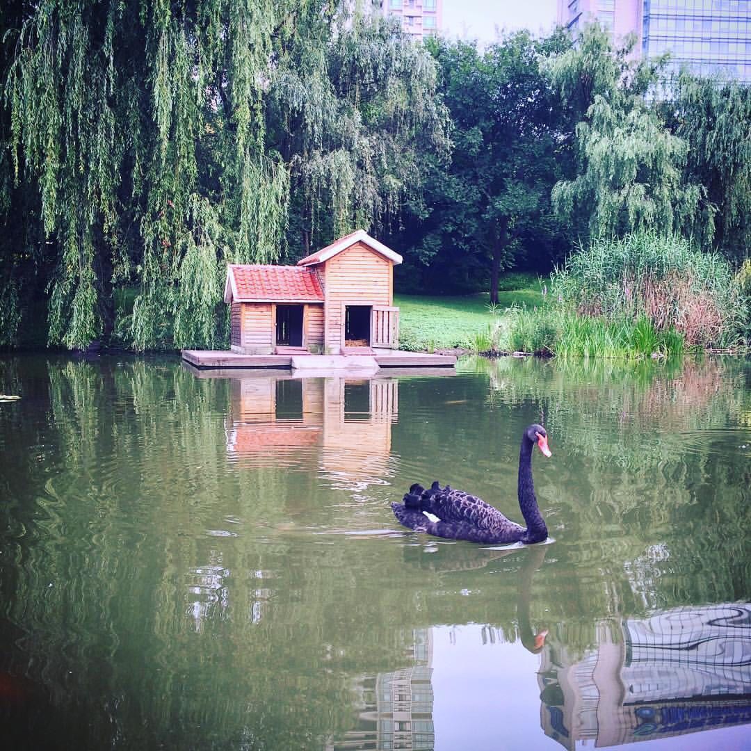 A black swan at Xujiahui Park