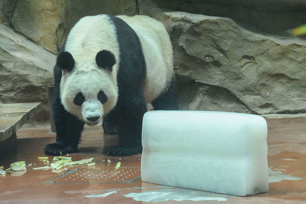 Pandas keeping cool in Sichuan