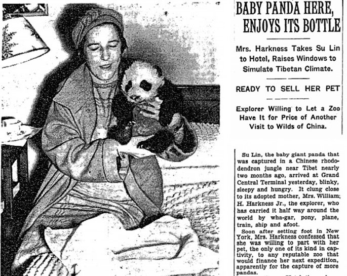 This Day in History: First Panda to Leave China Discovered