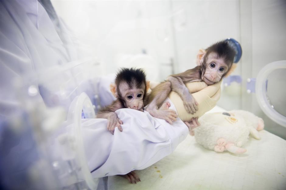 Chinese Scientists Successfully Clone Monkeys in Shanghai