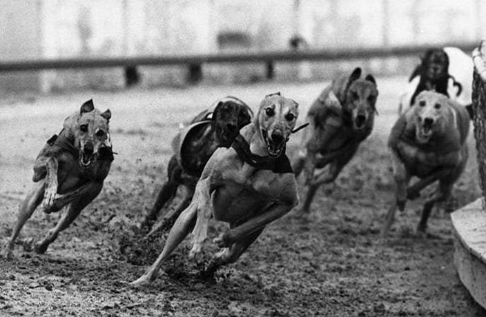The Canidrome of Frenchtown: When Shanghai Went to the Dogs