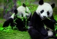 Three-Day Chengdu Panda Experience