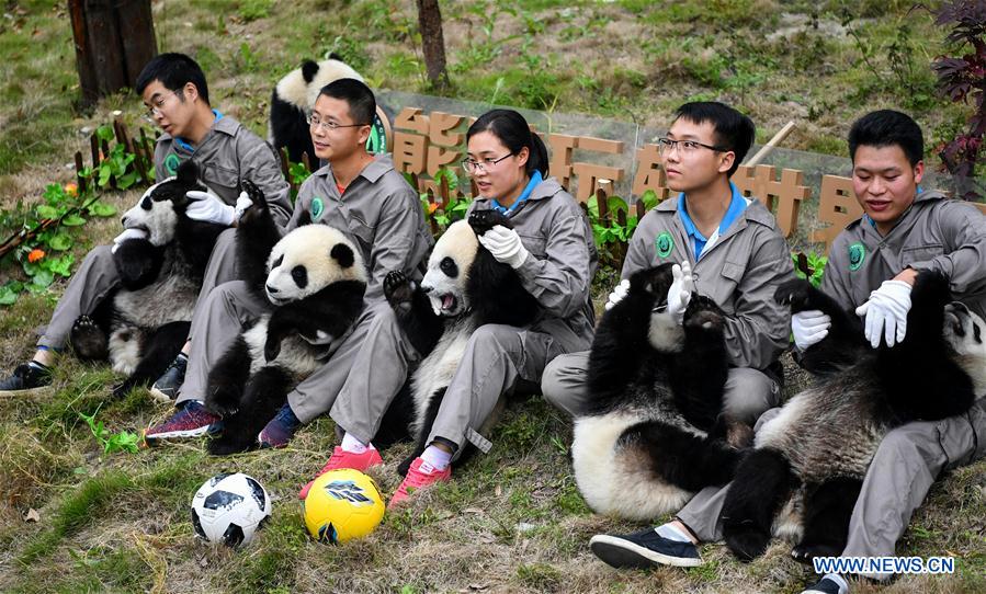 sichuan-pandas-world-cup-2.jpg