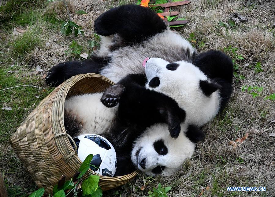 sichuan-pandas-world-cup-4.jpg