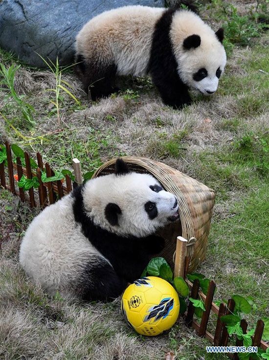 sichuan-pandas-world-cup-5.jpg