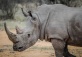 American National Wildlife Day – The Last White Rhino