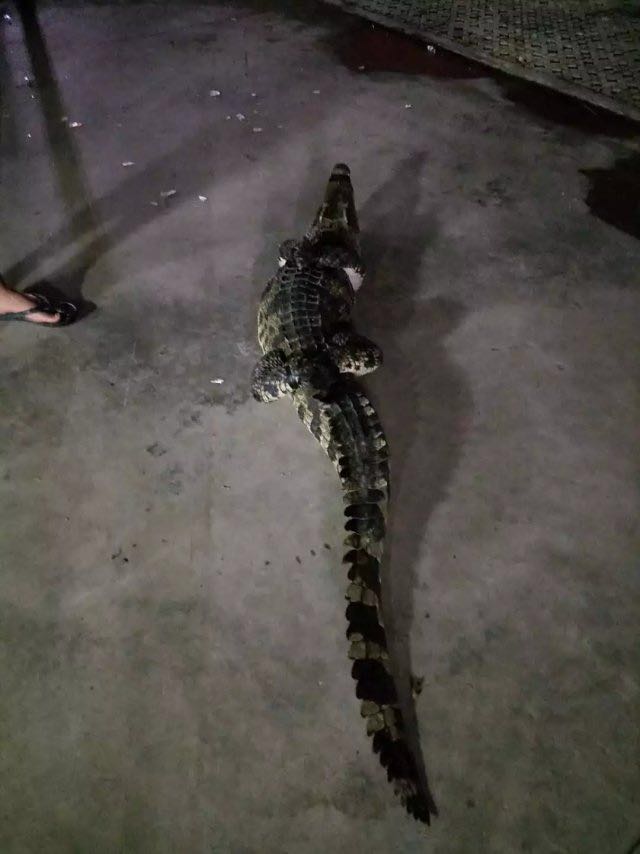 crocodile-guangzhou-1.jpeg