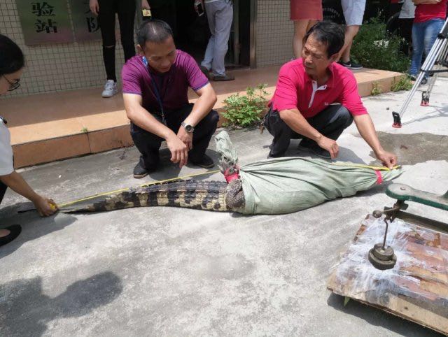 crocodile-guangzhou.jpeg