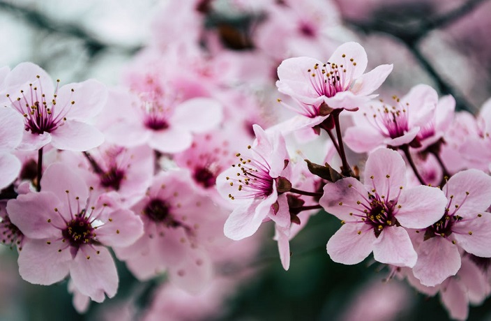 201903/first-cherry-blossoms-00-7967ce1.jpeg