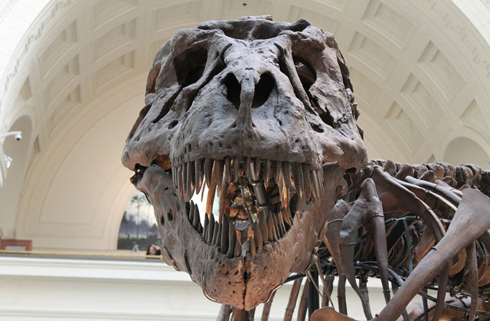 Uncovering China's Illegal Dinosaur Fossil Trade