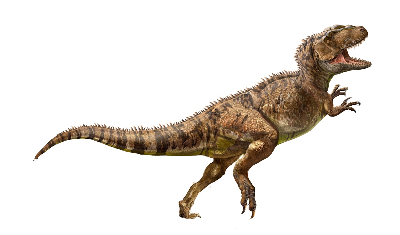 yangchuanosaurus.jpg