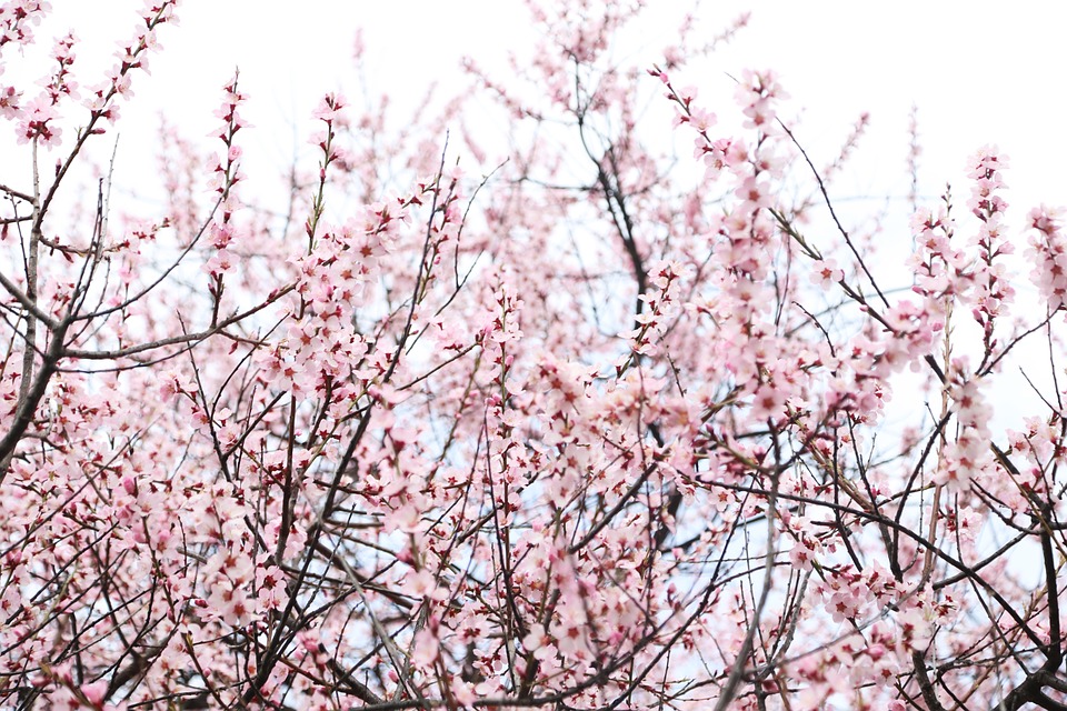 peach-blossoms.jpg