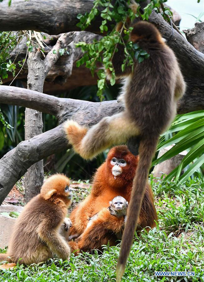 monkey-baby-guangzhou-chimelong-zoo-1.jpg