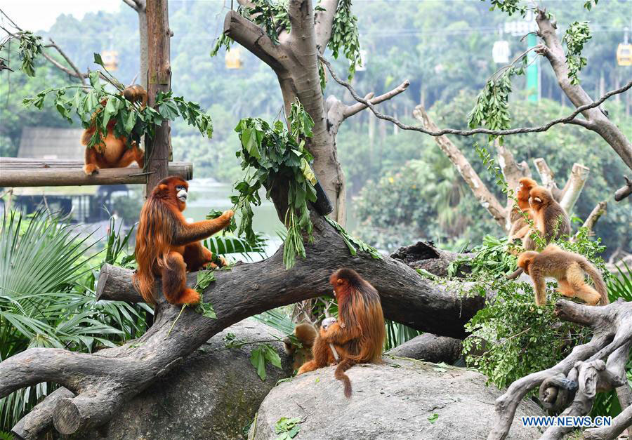 monkey-baby-guangzhou-chimelong-zoo-2.jpg