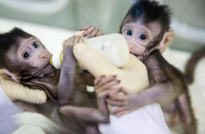 First Human-Monkey Chimeras Created by Scientists in China