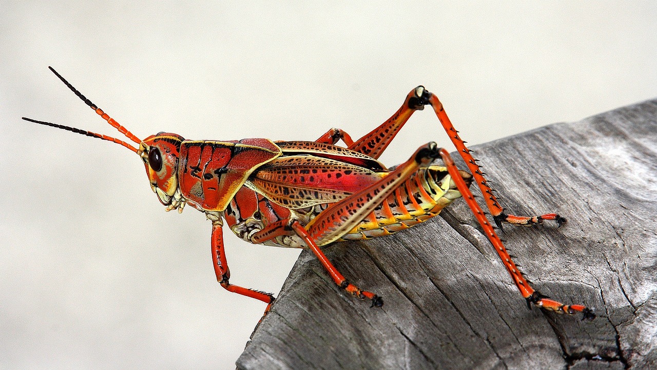 grasshopper-2655486_1280.jpg